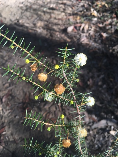 Acacia ulicifolia (Juniper wattle) — photo