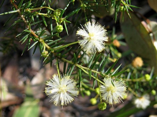 Acacia ulicifolia