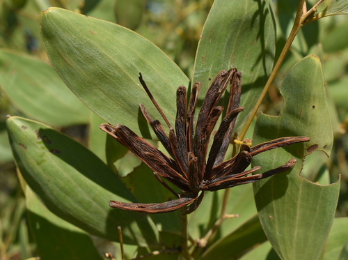 Acacia umbellata — photo