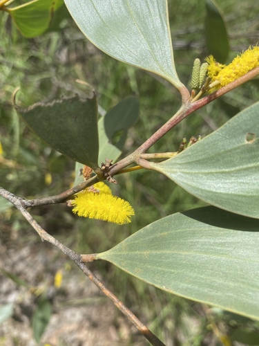 Acacia umbellata