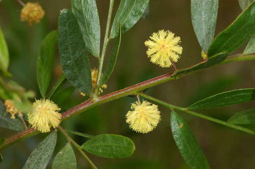 Acacia verniciflua (Varnish wattle) — photo
