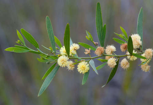 Acacia verniciflua (Varnish wattle) — photo