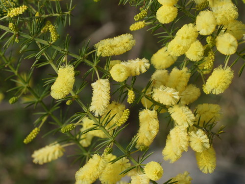 Acacia verticillata (Prickly Moses) — photo