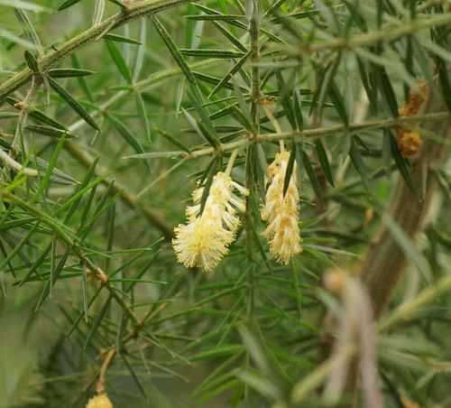 Acacia verticillata (Prickly Moses) — photo