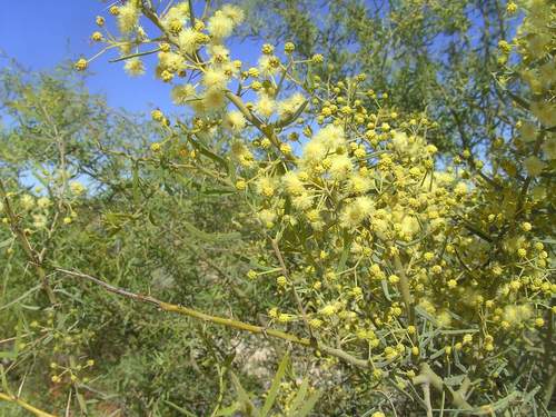 Acacia victoriae (Bramble wattle) — photo