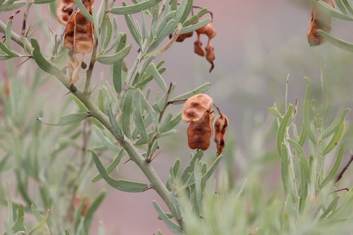 Acacia victoriae