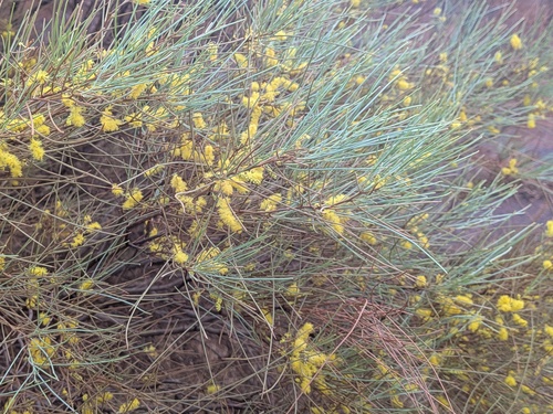 Acacia wanyu (Wanyu) — photo