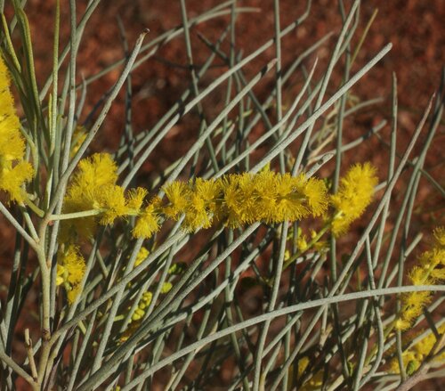 Acacia wanyu