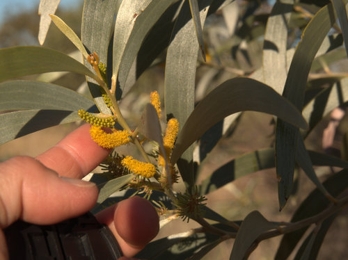 Acacia xiphophylla (Snake wood) — photo