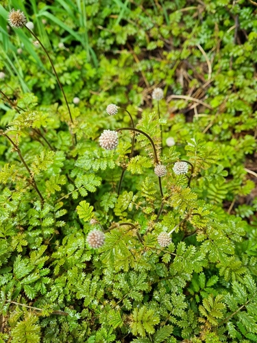 Acaena anserinifolia (Bidgee widgee) — photo