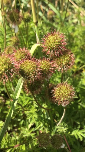 Acaena anserinifolia