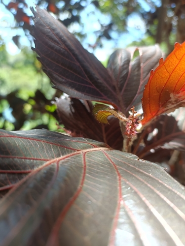 Acalypha amentacea (Fire dragon acalypha) — photo