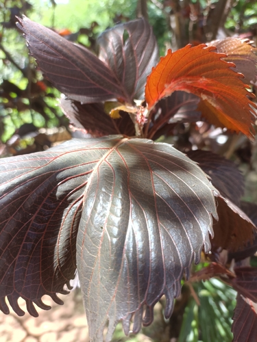 Acalypha amentacea (Fire dragon acalypha) — photo