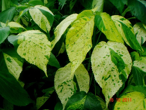 Acalypha amentacea