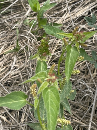 Acalypha brachiata — photo