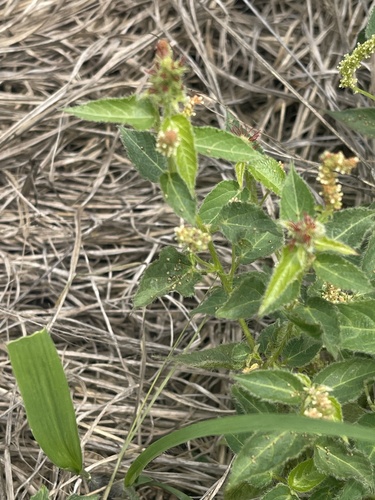 Acalypha brachiata — photo