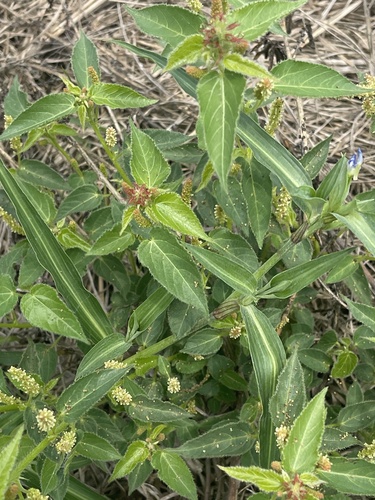 Acalypha brachiata