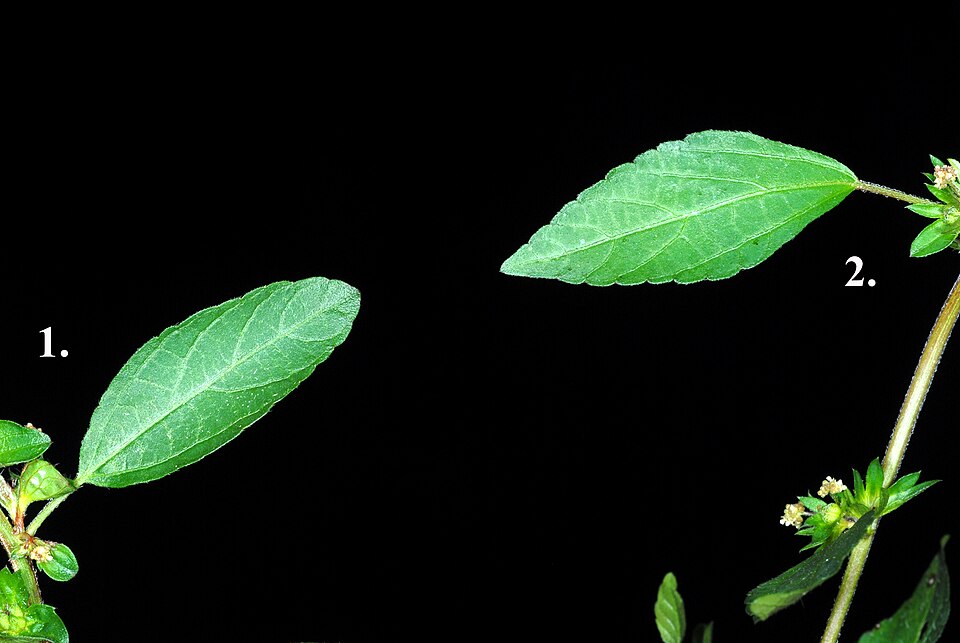 Acalypha caturus (Joseph's coat) — photo