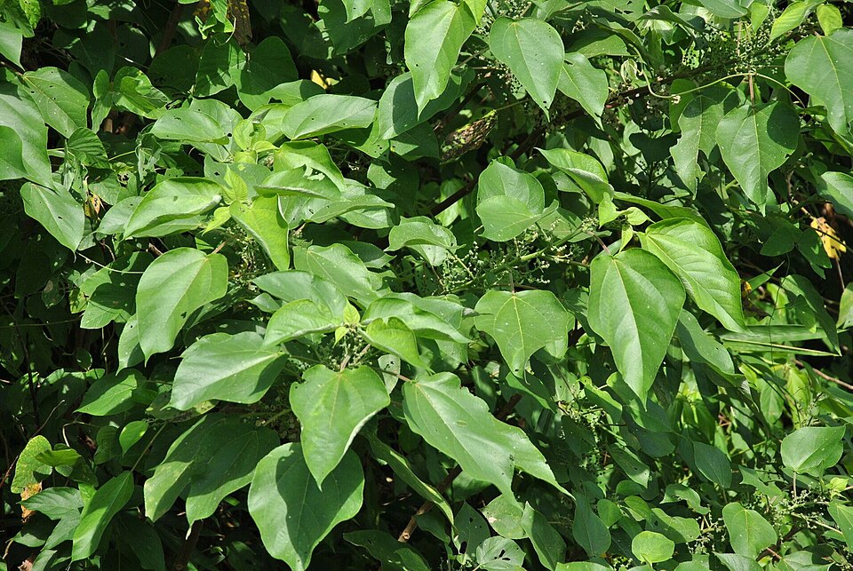 Acalypha caturus