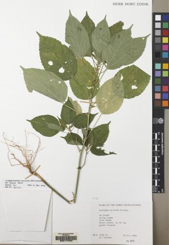 Acalypha ciliata — photo
