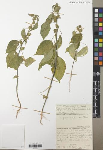Acalypha ciliata — photo