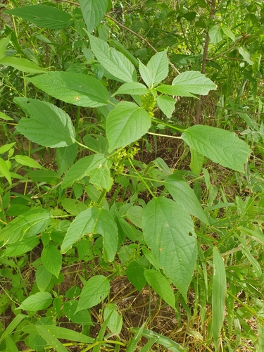 Acalypha ciliata