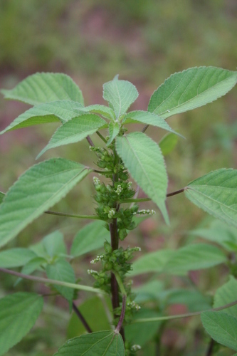Acalypha crenata — photo
