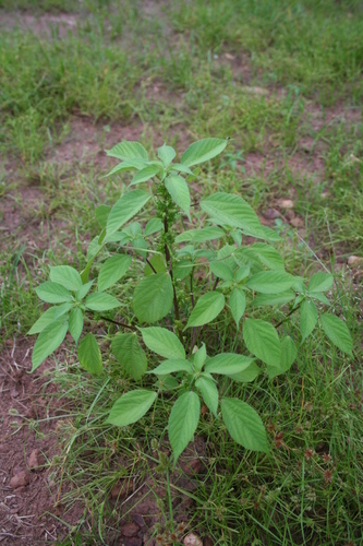 Acalypha crenata