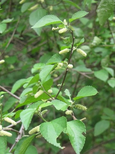 Acalypha fruticosa (Birch leaved acalypha) — photo