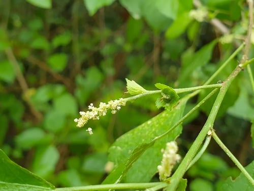 Acalypha fruticosa (Birch leaved acalypha) — photo
