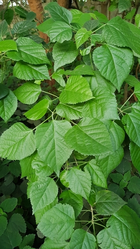 Acalypha glabrata (Forest false-nettle) — photo