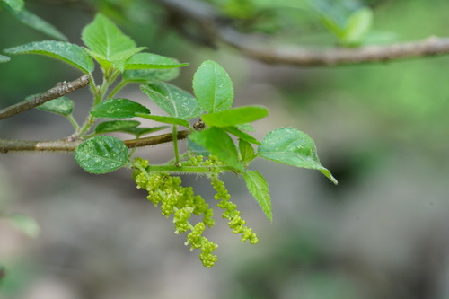 Acalypha glabrata (Forest false-nettle) — photo