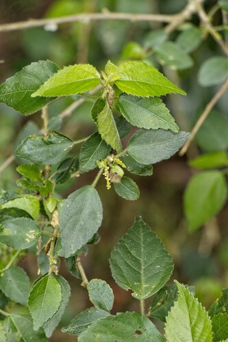 Acalypha glabrata