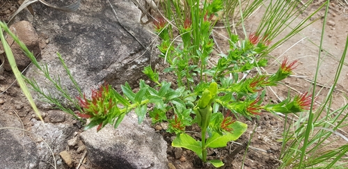 Acalypha glandulifolia (Red catkins) — photo