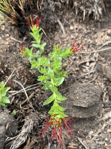 Acalypha glandulifolia (Red catkins) — photo