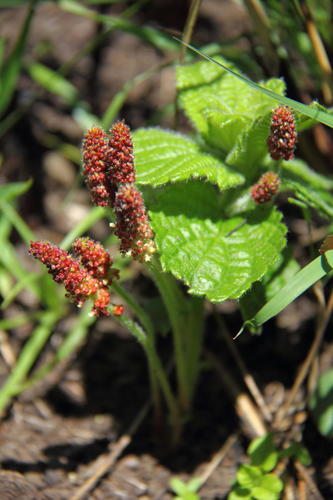 Acalypha glandulifolia
