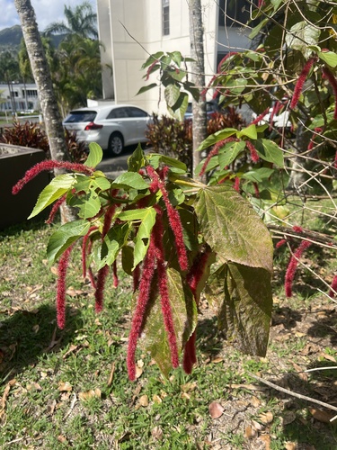 Acalypha hispida (Copperleaf chenille) — photo