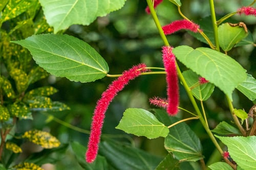 Acalypha hispida