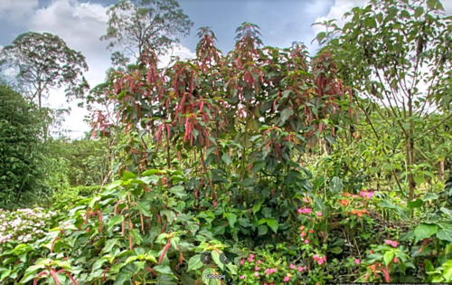 Acalypha hispida (Copperleaf chenille) — photo
