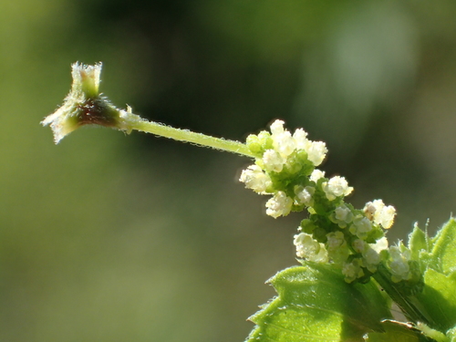 Acalypha indica (Indian acalypha) — photo