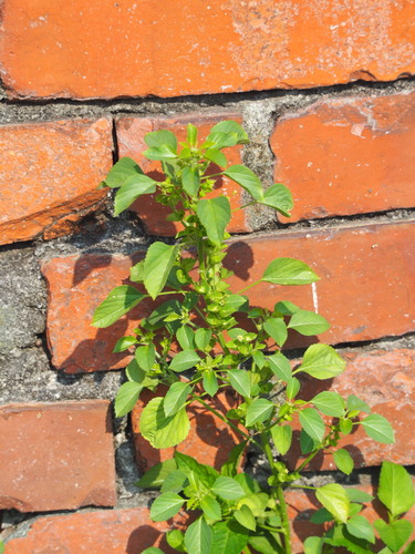 Acalypha indica (Indian acalypha) — photo