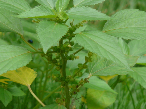 Acalypha lanceolata — photo