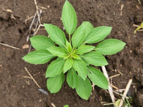 Acalypha malabarica (Malabar copperleaf) — photo