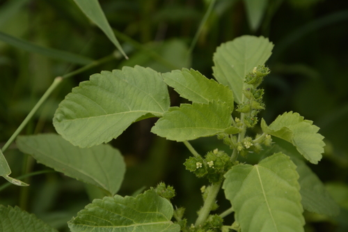 Acalypha malabarica