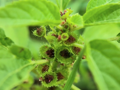 Acalypha malabarica (Malabar copperleaf) — photo