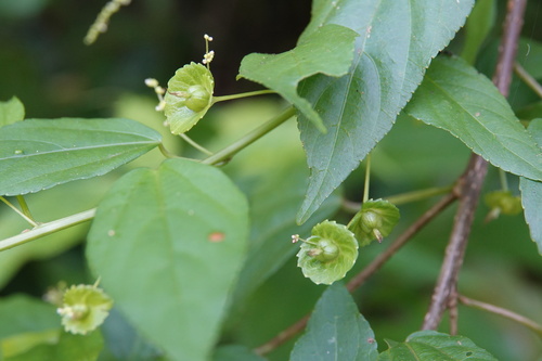 Acalypha matsudae — photo