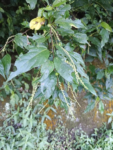 Acalypha matsudae — photo