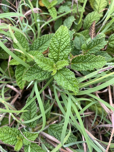 Acalypha nemorum — photo