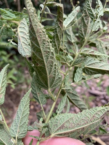 Acalypha nemorum — photo