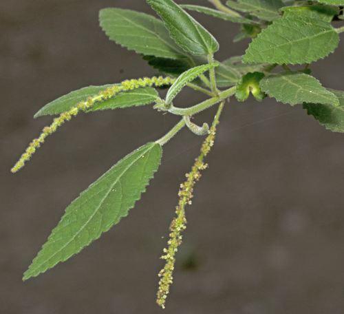 Acalypha nemorum